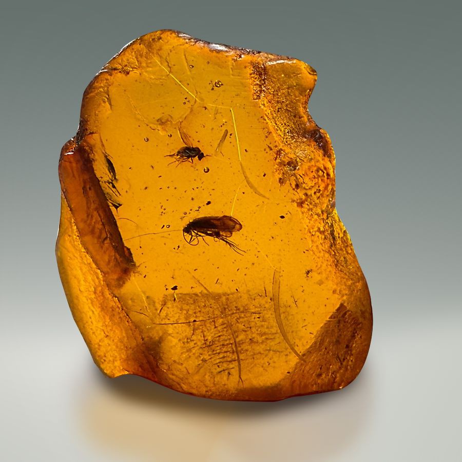 Bernstein mit Einschlüssen von Fliegen